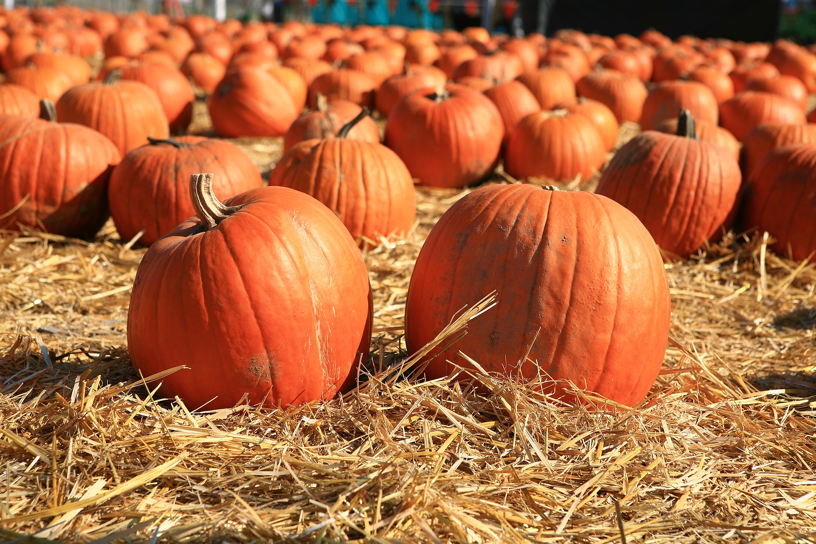 Fall Festivities and Socializing- Safely. - Haven Financial Group